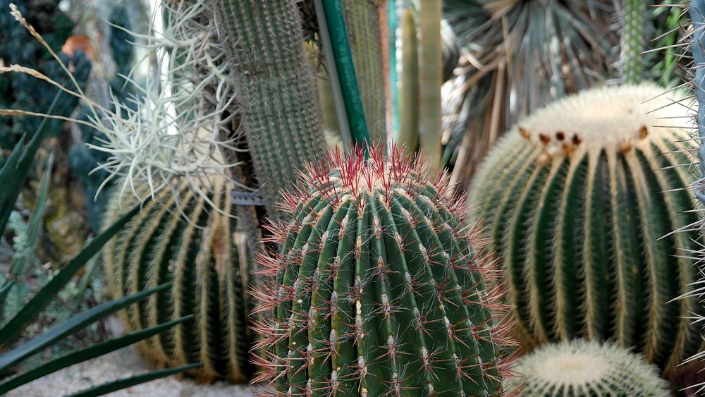 Cactus background. Free public domain CC0 photo.