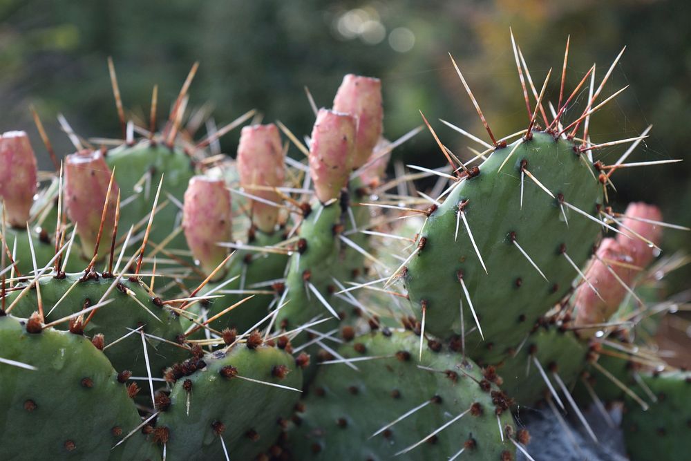 Prickly pear cactus background. Free public domain CC0 image.