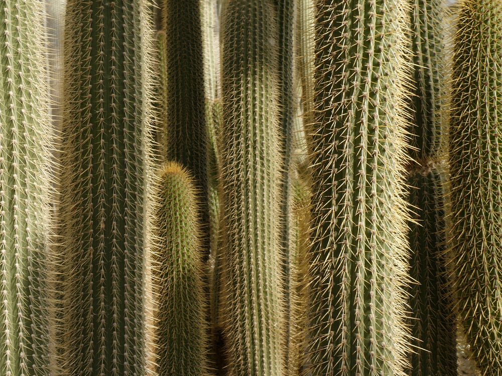Cactus background. Free public domain CC0 photo.