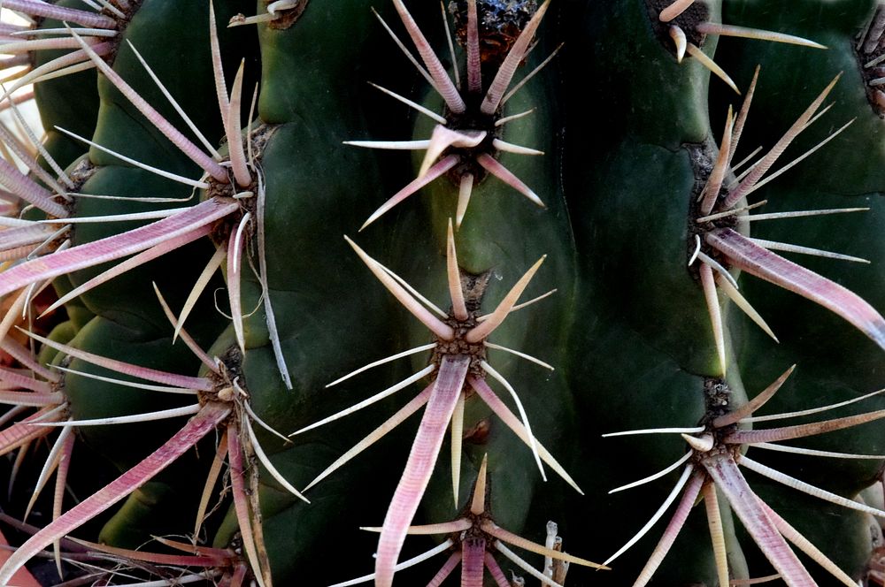 Cactus background. Free public domain CC0 photo.