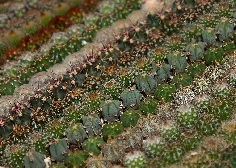 Cactus background. Free public domain CC0 image.