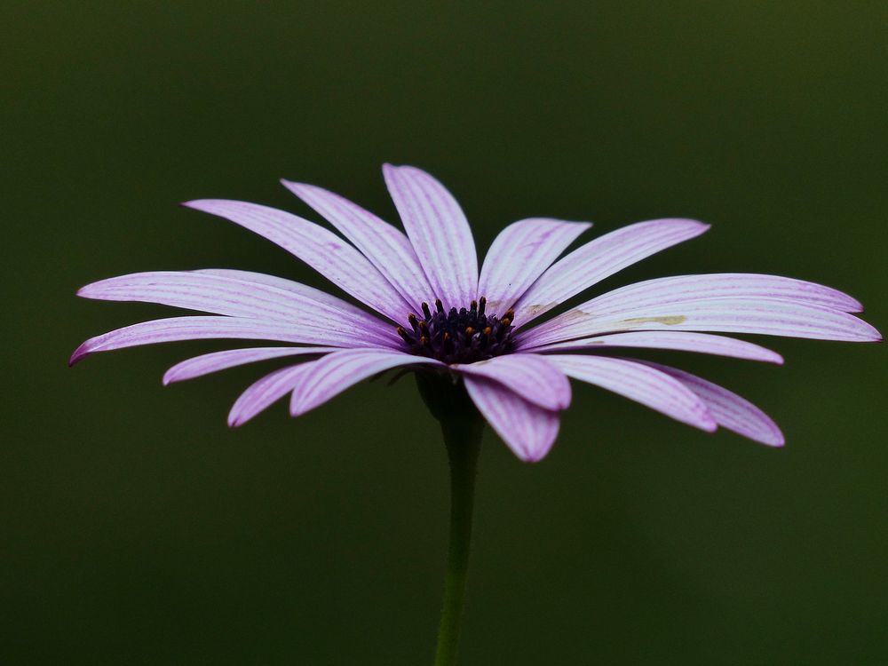 Cape marguerite flower background. Free public domain CC0 image.