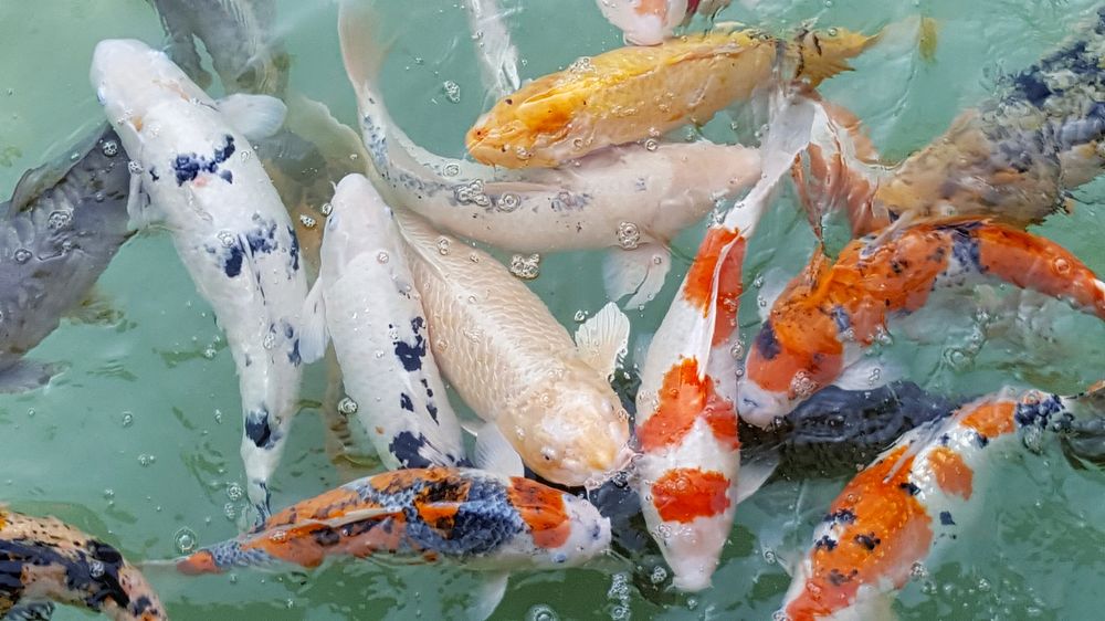 Colorful koi fishes swimming together. Free public domain CC0 photo.