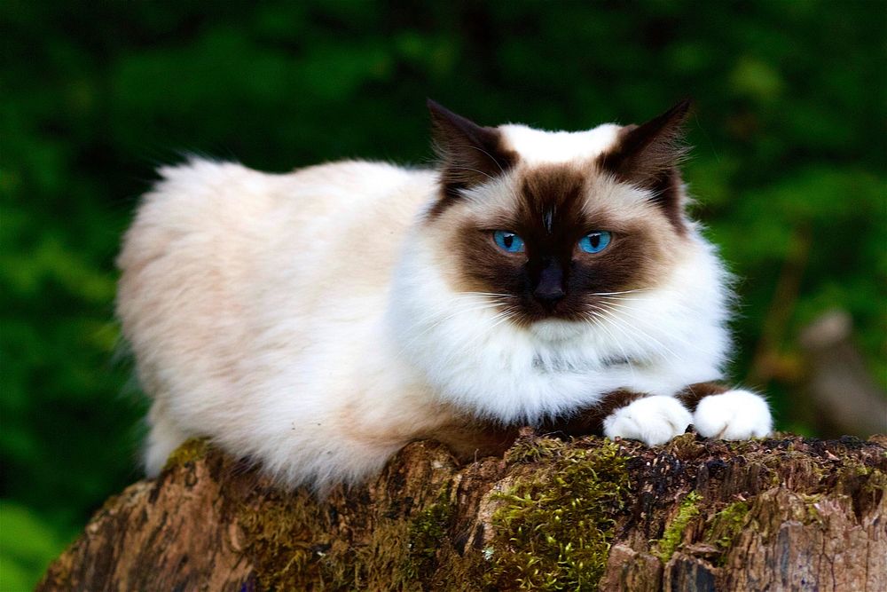 Cute Ragdoll cat, pet image, free public domain CC0 photo.