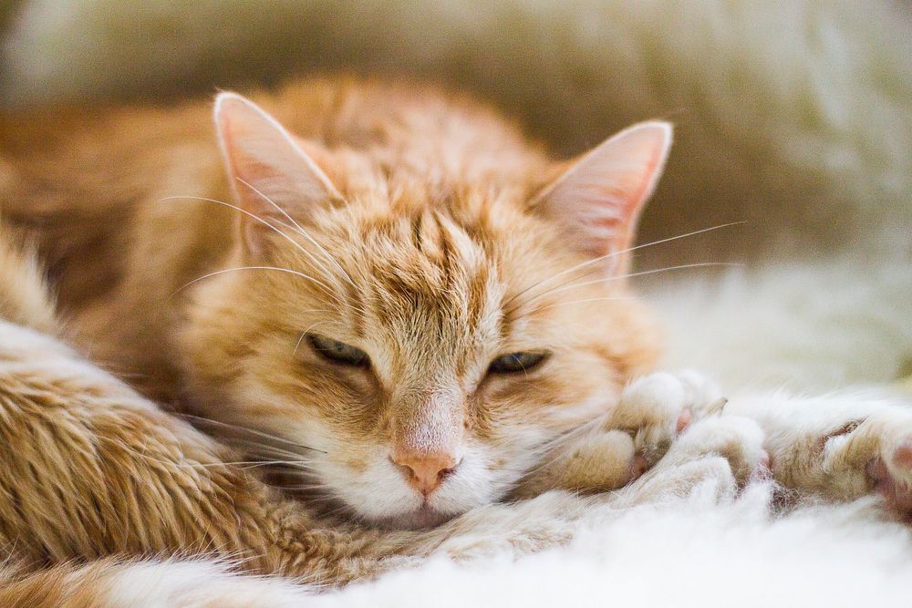 Ginger cat napping image, free public domain CC0 photo.