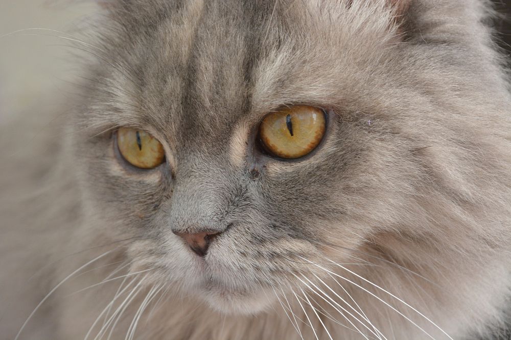 Cute cat face closeup. Free public domain CC0 photo.