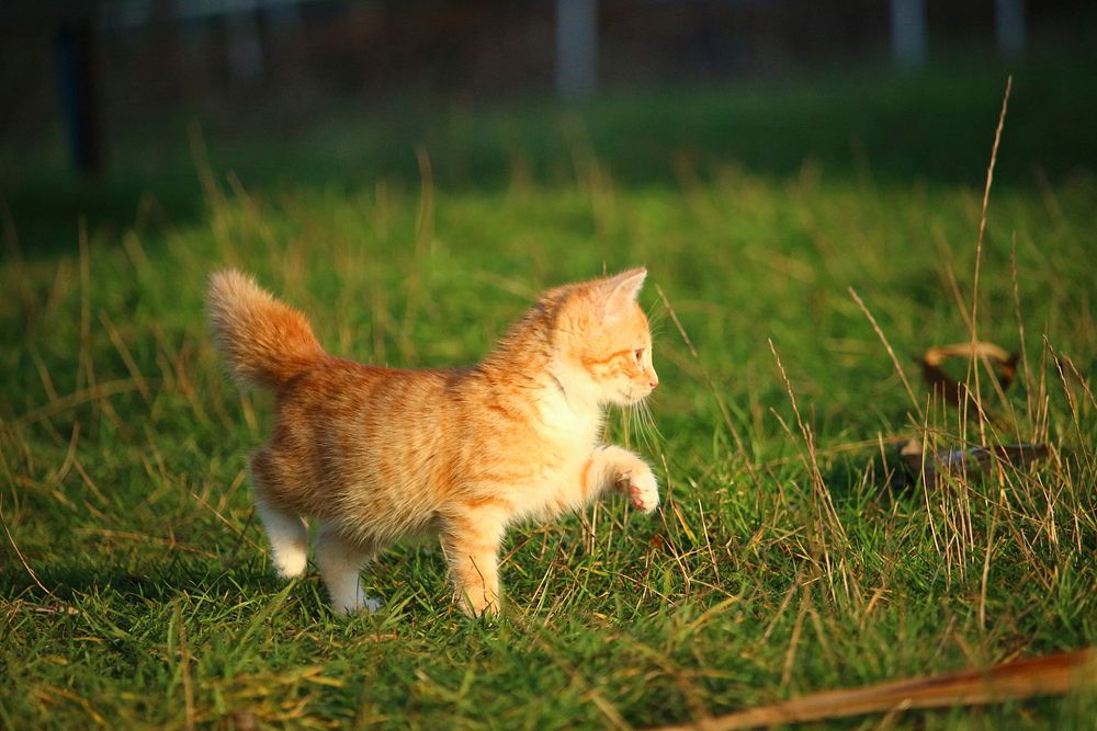 Ginger cat walking in wilderness, free public domain CC0 photo.