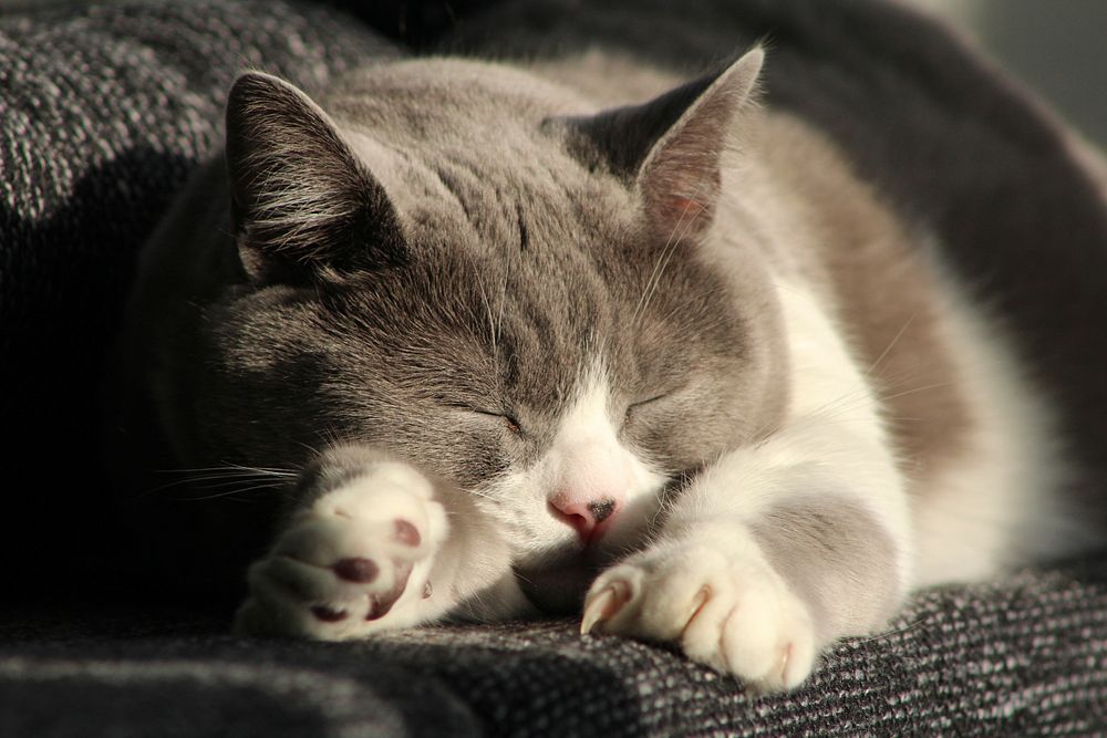 Sleeping cat. Free public domain CC0 photo.