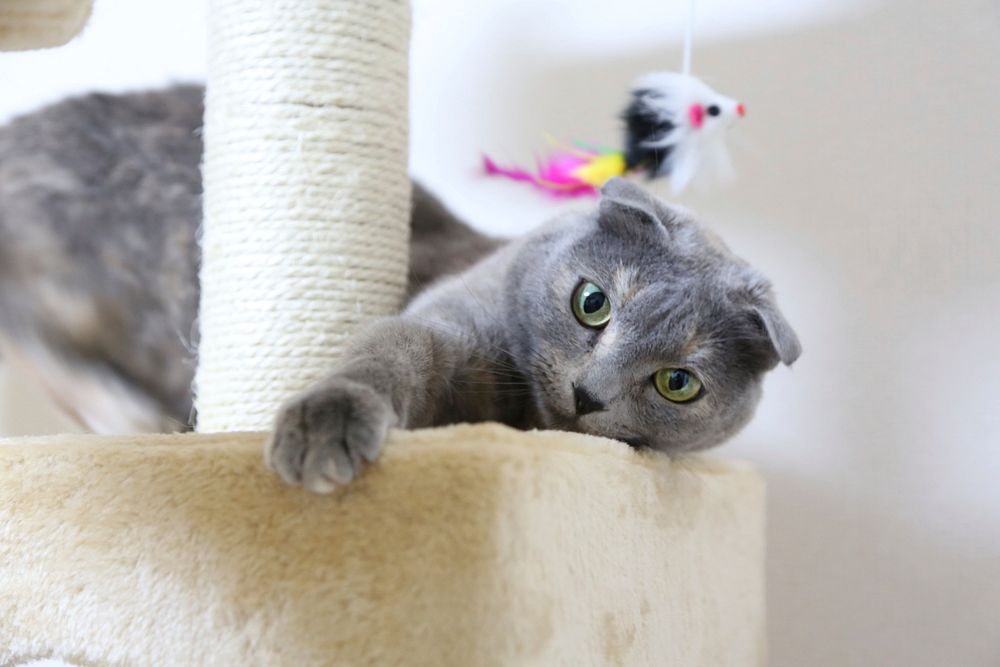 Cute british shorthair cat image, free public domain CC0 photo.
