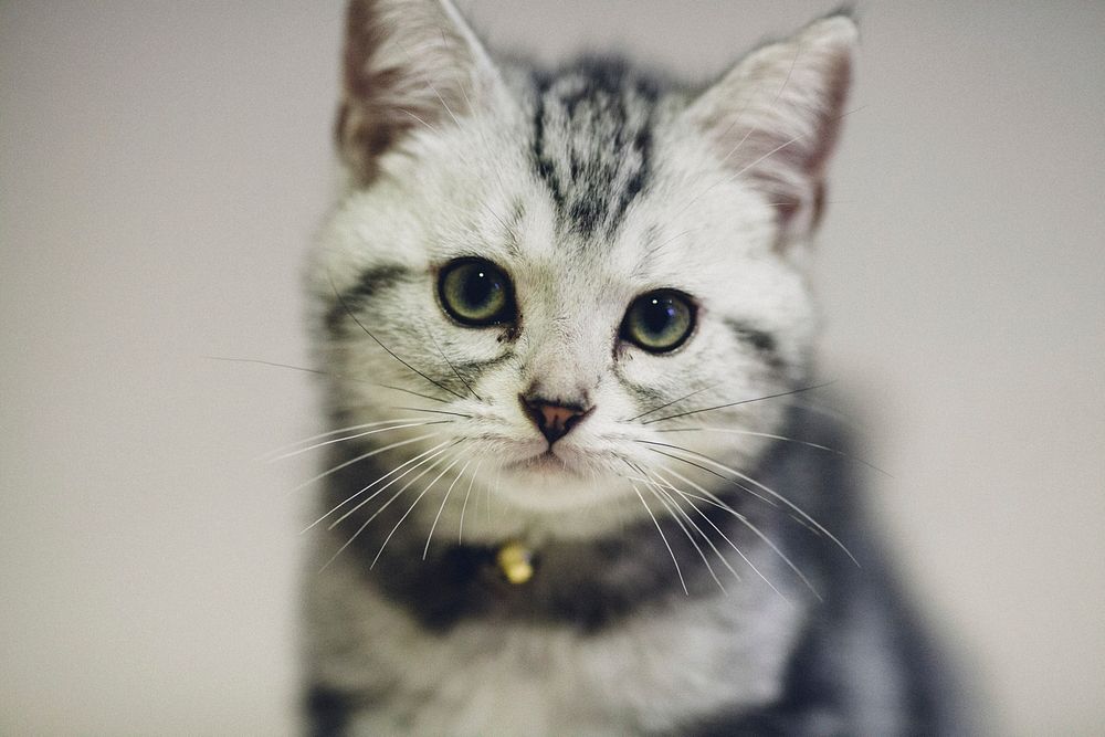 Adorable striped cat background, free public domain CC0 photo.