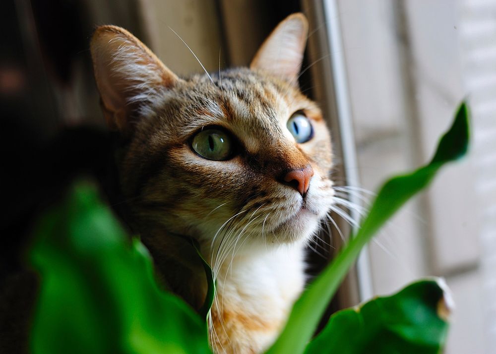 Adorable striped cat background, free public domain CC0 photo.