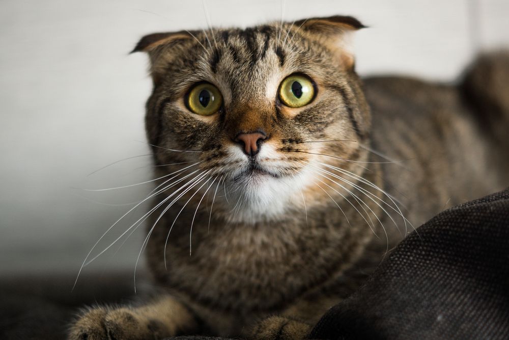 Cute striped cat, animal image, free public domain CC0 photo.