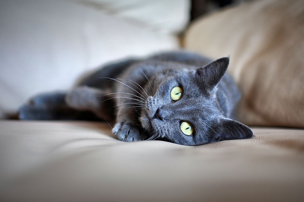 Adorable black cat, pet image, free public domain CC0 photo.