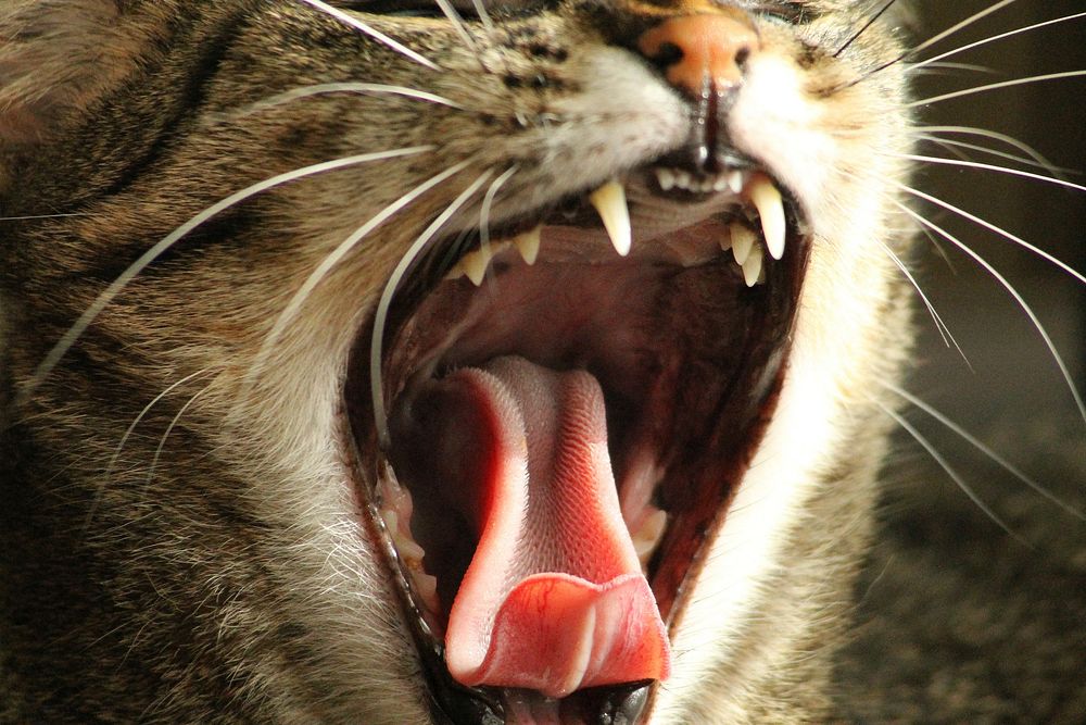 Yawning striped cat background, free public domain CC0 photo.