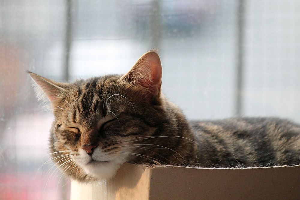 Cute tabby cat napping image, free public domain CC0 photo.