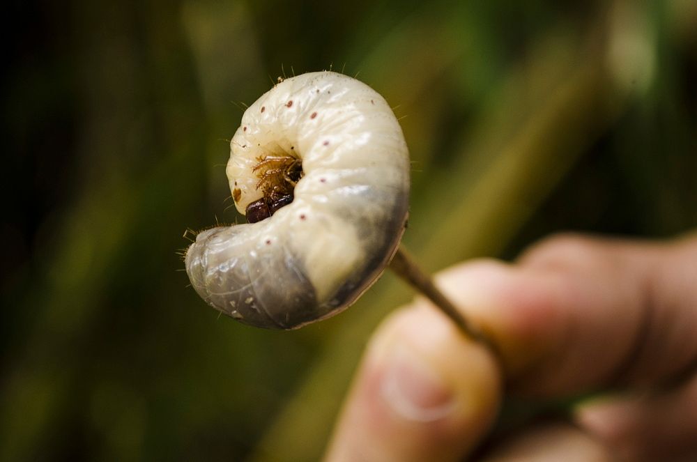 Caterpillar larva, animal photography. Free public domain CC0 image.