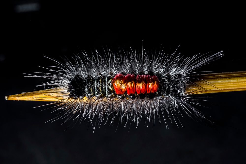 Furry caterpillars. Free public domain CC0 image.