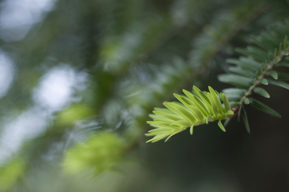 Aesthetic leaf, nature background. Free public domain CC0 photo.