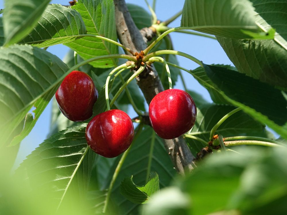 Cherries growing on tree. Free public domain CC0 image. 