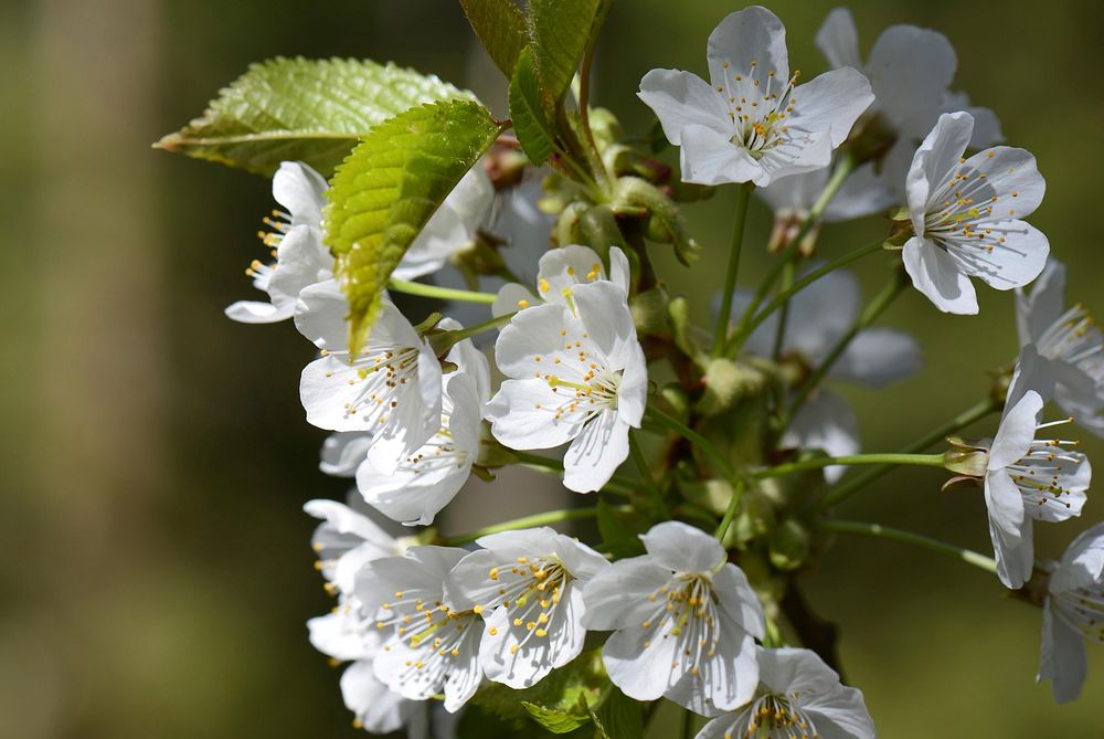 White cherry blossom background. Free public domain CC0 photo.