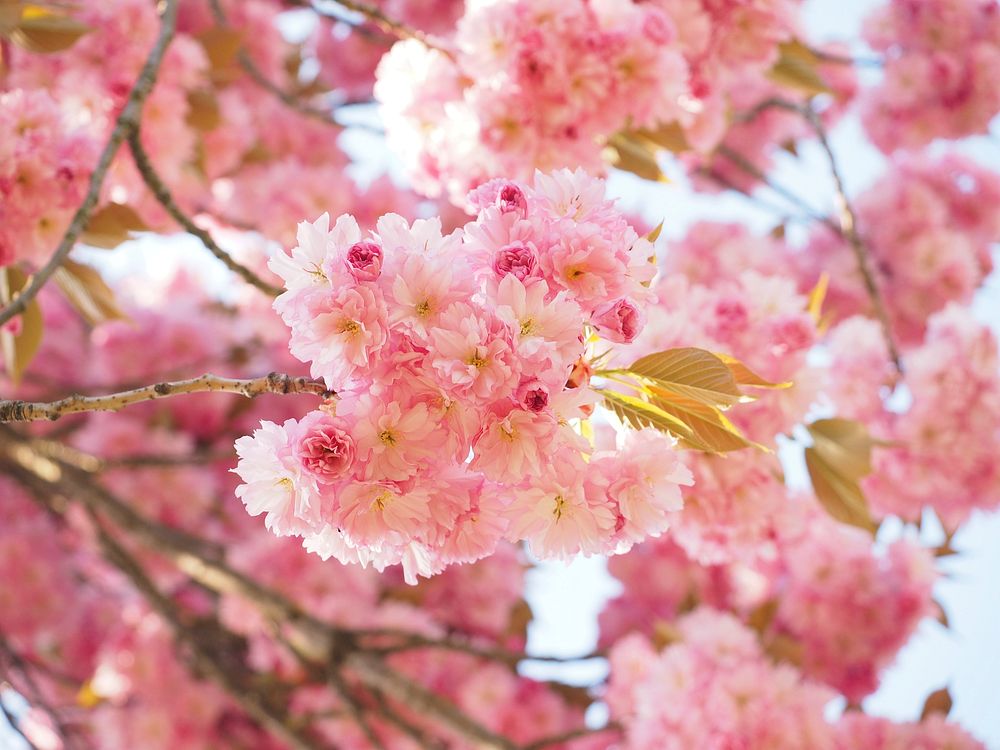 Pink cherry blossom. Free public domain CC0 image.