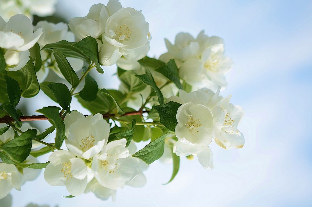 White cherry blossom background. Free public domain CC0 photo.