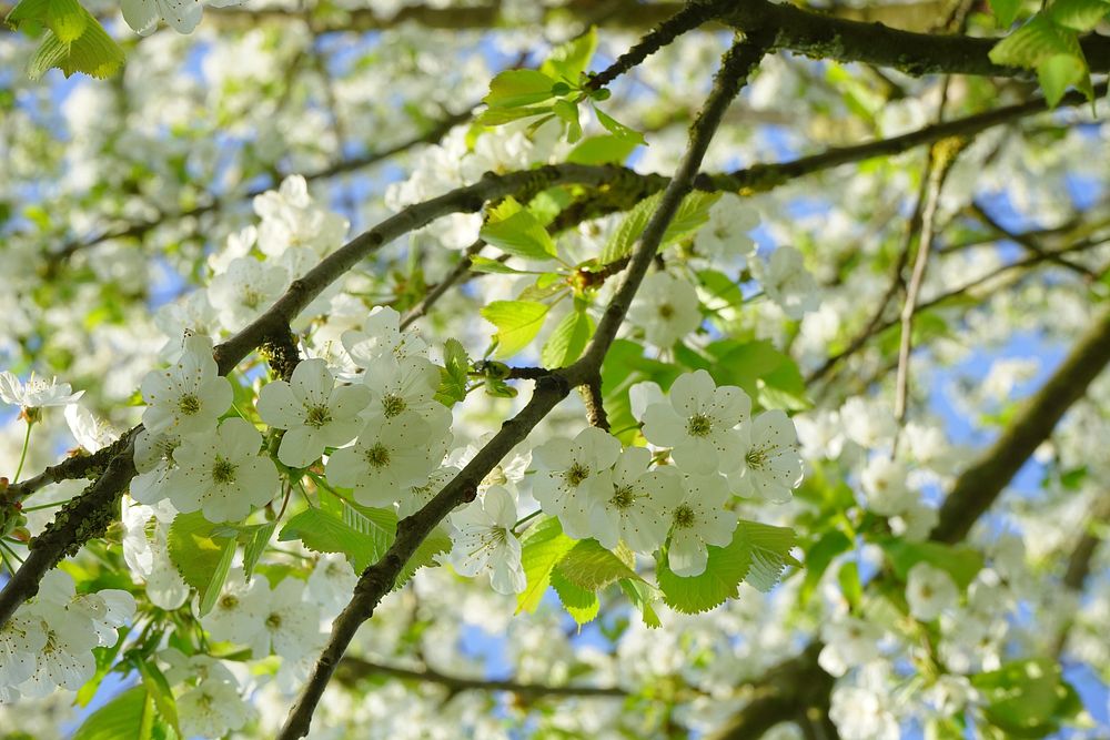 White cherry blossom background. Free public domain CC0 image.