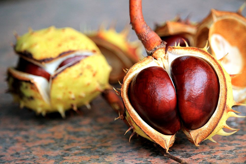 Open chestnut on a ground. Free public domain CC0 image