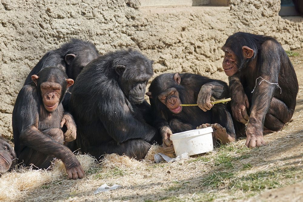 Chimpanzee photo. Free public domain CC0 image.