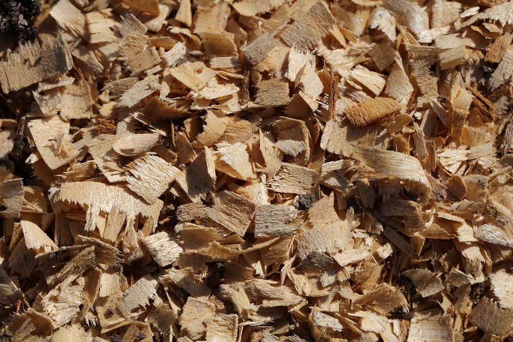 Dried leaf on ground. Free public domain CC0 photo.