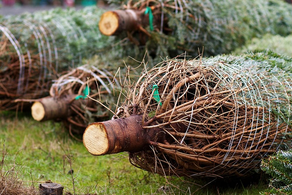 Closeup on pile of Christmas trees. Free public domain CC0 photo.