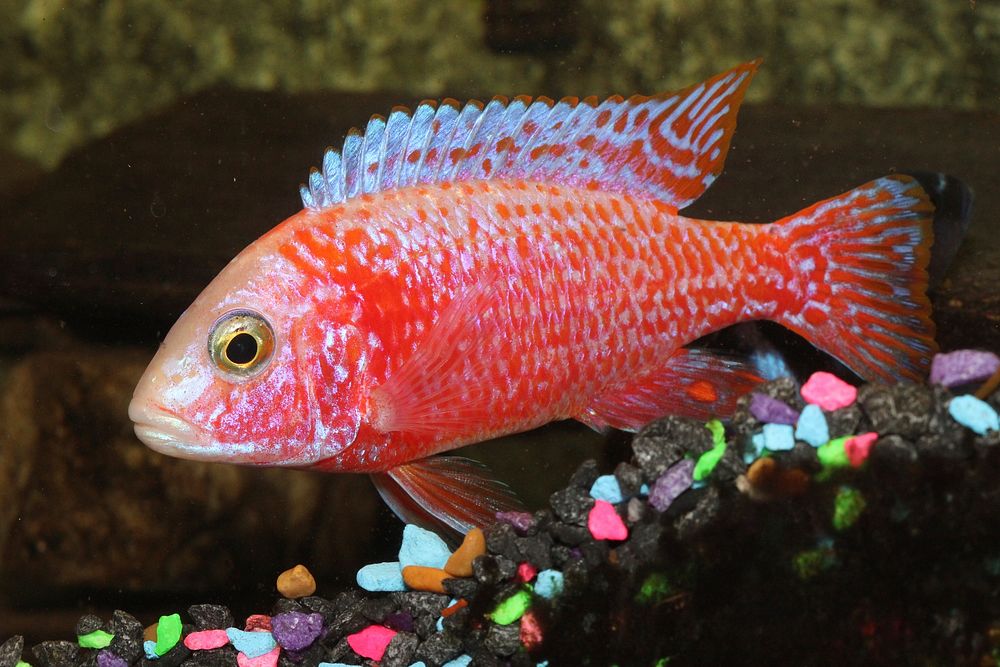 Red sciaenochromis fish close up. Free public domain CC0 photo.