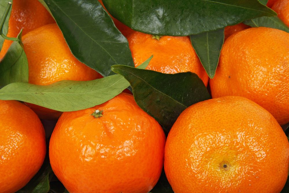 Pile of tangerine fruit. Free public domain CC0 image.