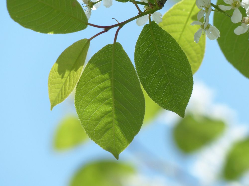 Bird cherry leaves. Free public domain CC0 image.