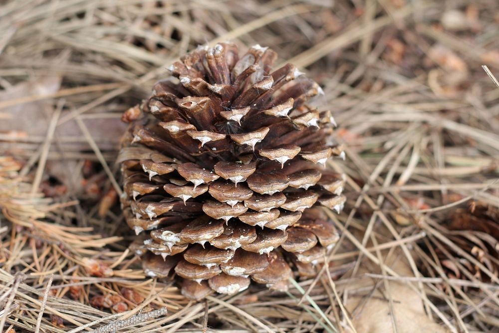 Aesthetic pine cone, nature background. Free public domain CC0 photo.