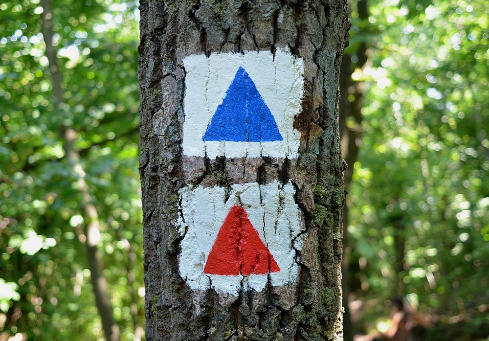 Triangle direction sign on a tree's trunk. Free public domain CC0 photo.
