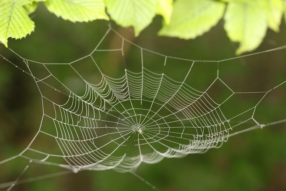 Spiders web in nature. Free public domain CC0 image.