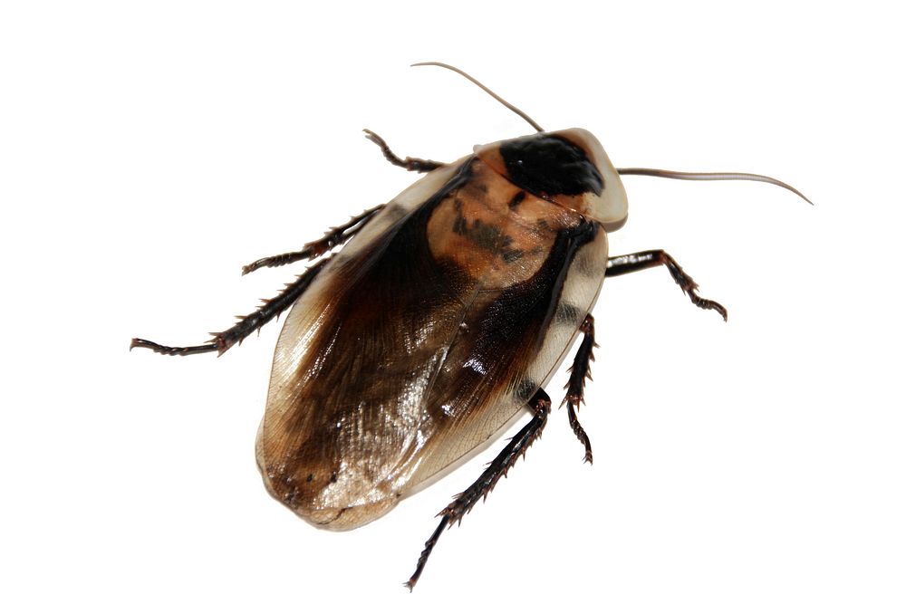 Cockroach isolated on white background. Free public domain CC0 image.