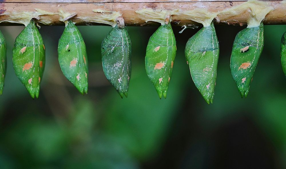 Aesthetic leaf, nature background. Free public domain CC0 photo.