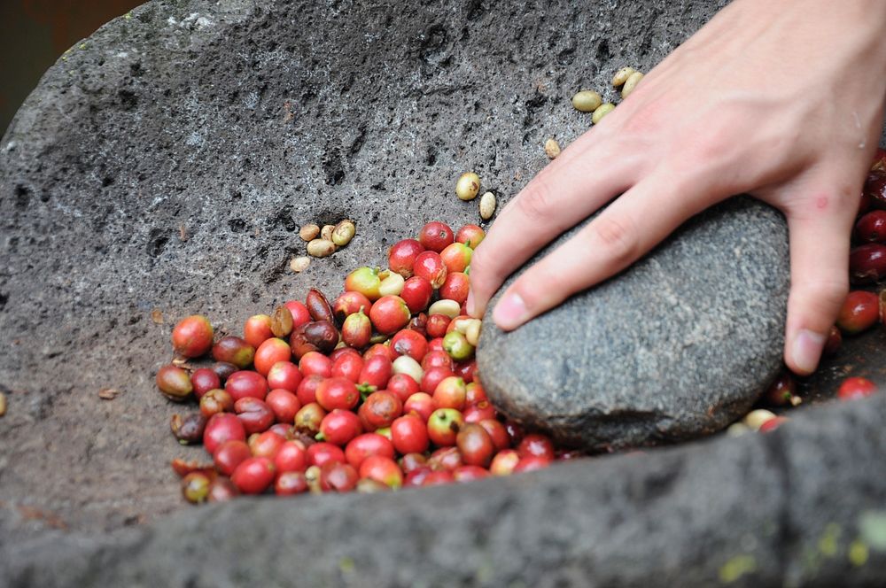 Fresh coffee beans. Free public domain CC0 photo.