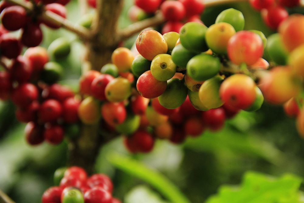 Closeup on raw coffee beans on tree. Free public domain CC0 photo.