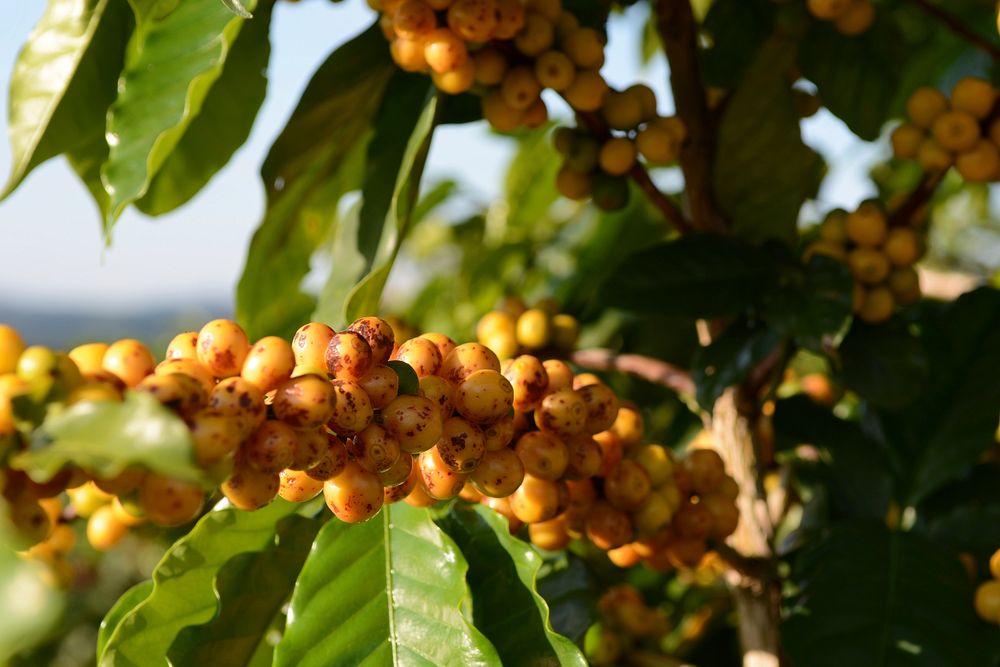 Closeup on raw coffee beans on tree. Free public domain CC0 photo.