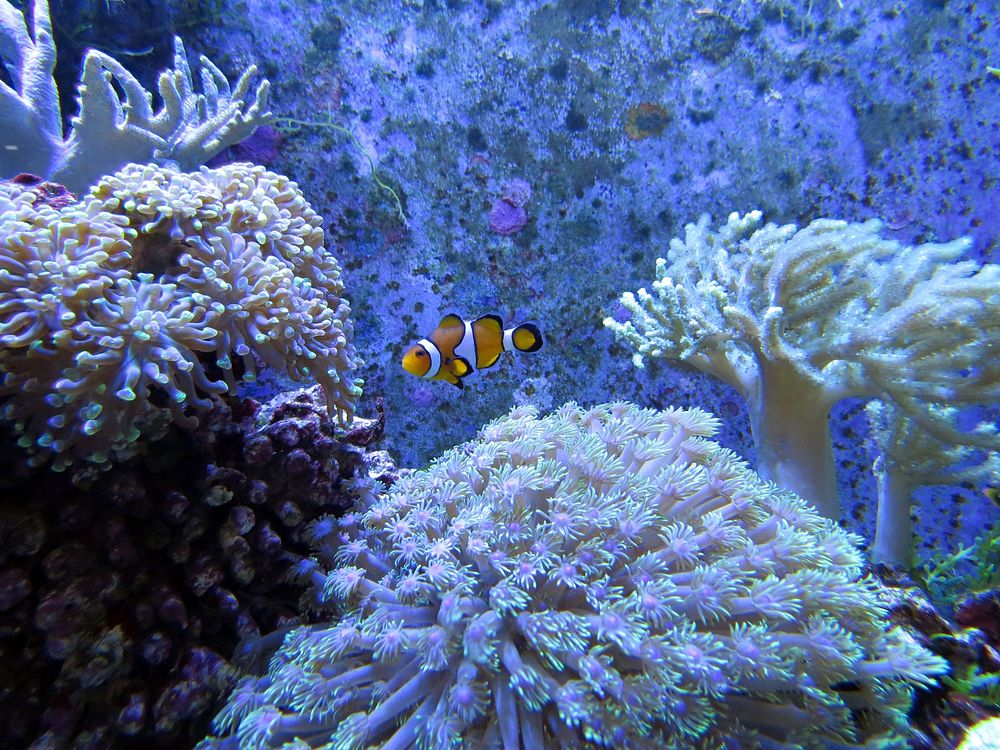 Clownfish through coral reef. Free public domain CC0 photo.