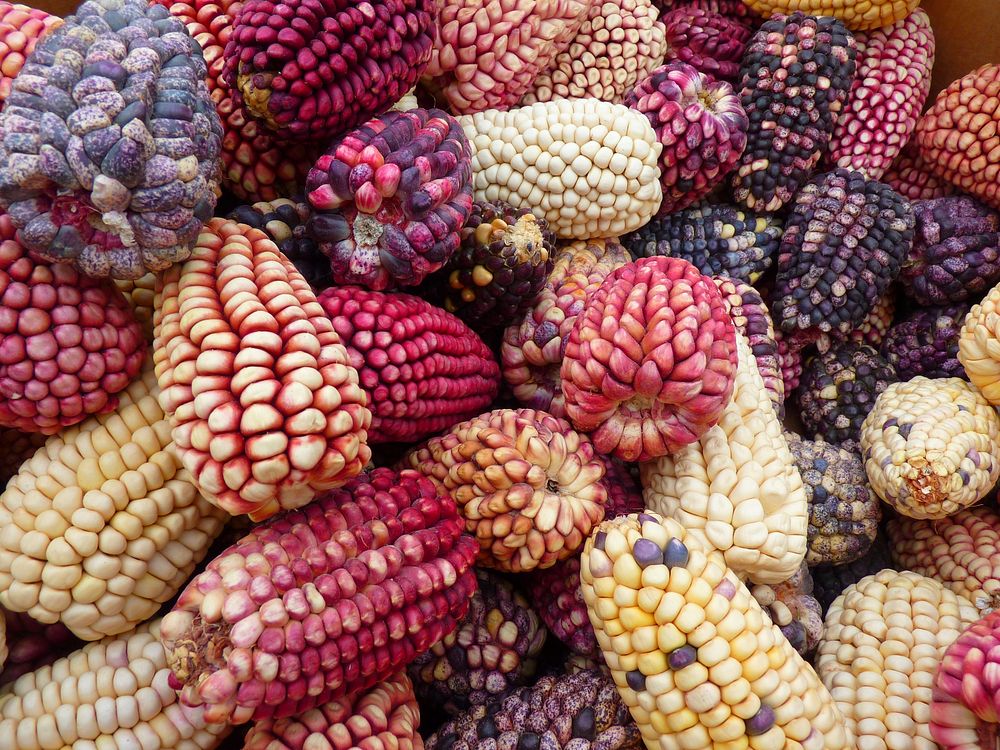 Colorful corn varieties in pile. Free public domain CC0 photo.