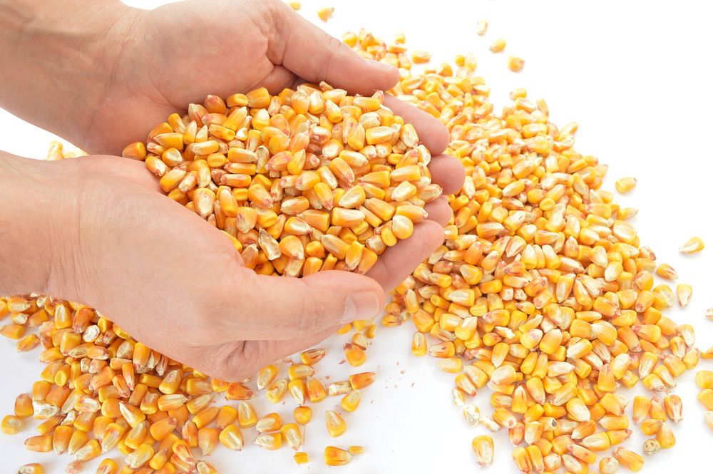 Dried corn kernels. Free public domain CC0 photo.