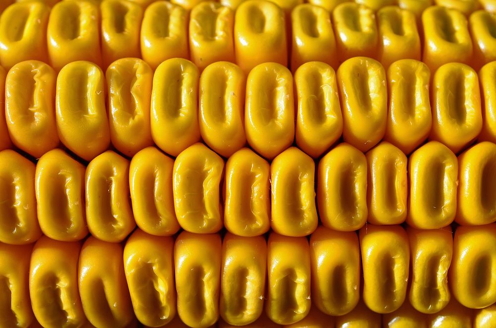 Corn pod. Free public domain CC0 photo.