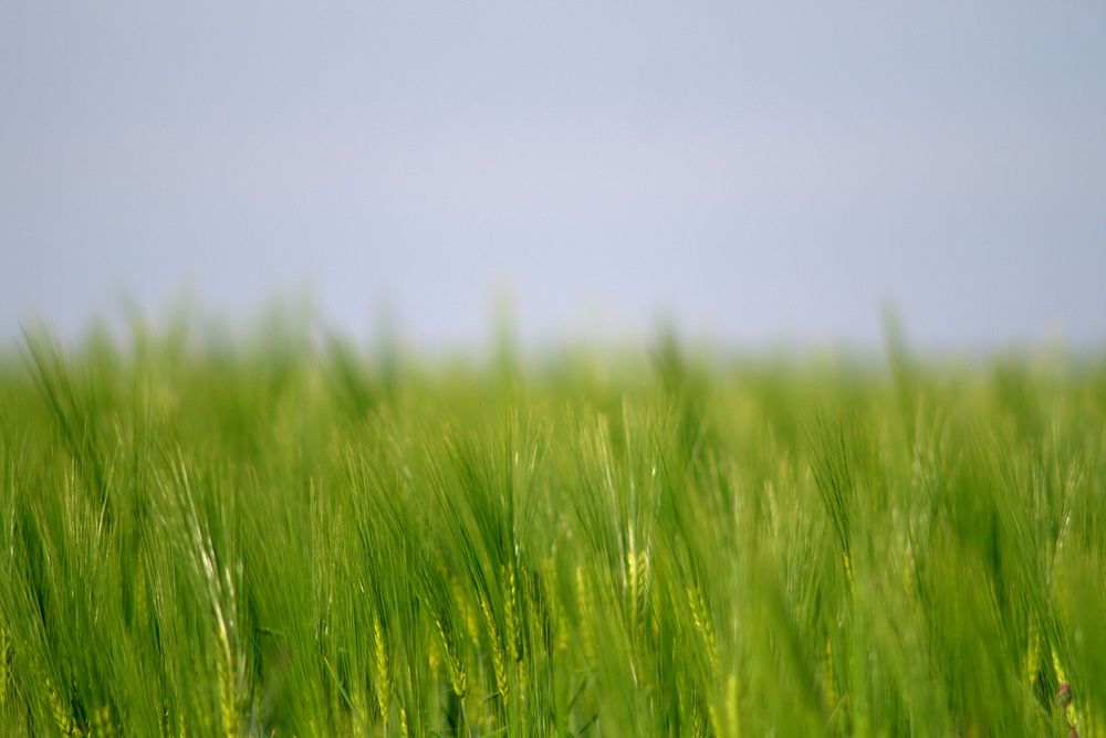 Close up green grass. Free public domain CC0 photo.