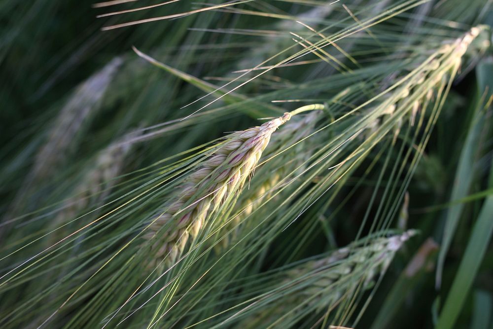 Wheat field, nature background. Free public domain CC0 photo.