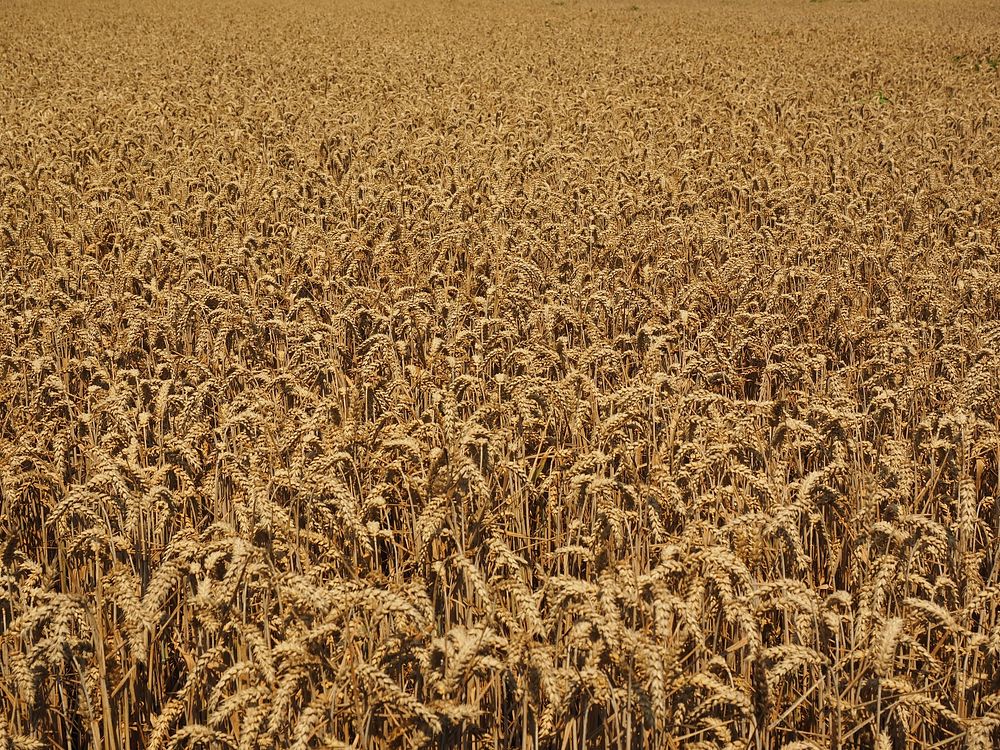 Agricultural cornfield. Free public domain CC0 photo.