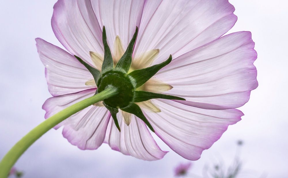 Pink cosmos. Free public domain CC0 photo.